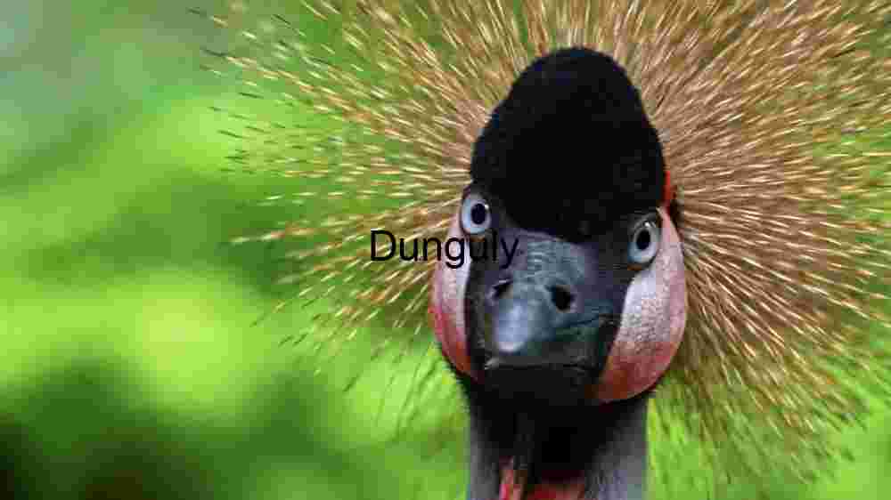 Majestic Crowned Crane Portrait