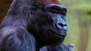 Majestic Gorilla in Natural Habitat