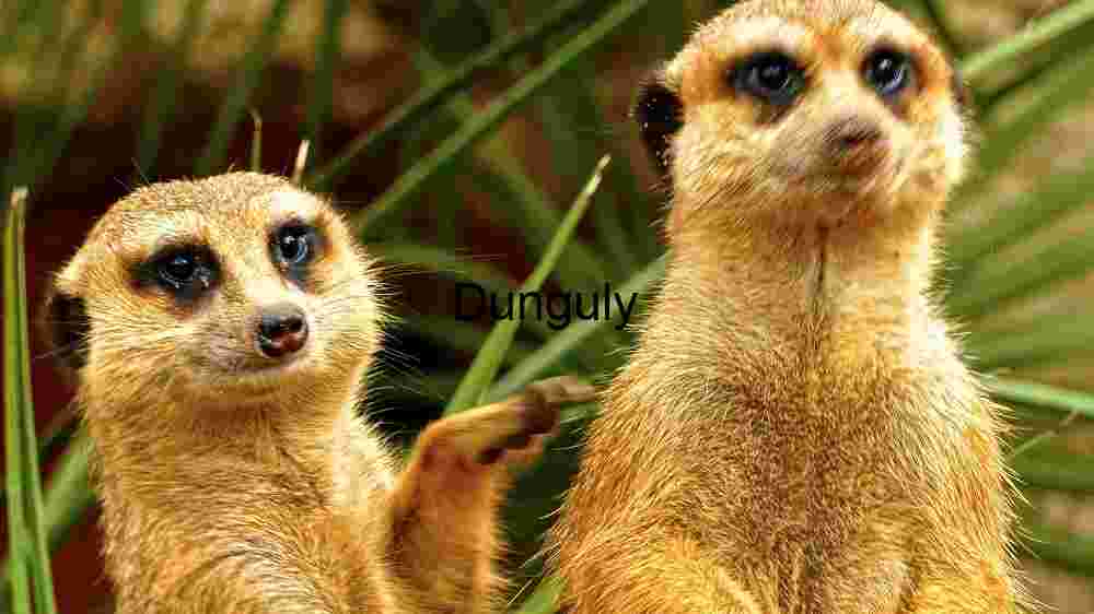 Curious Squirrel in Natural Habitat