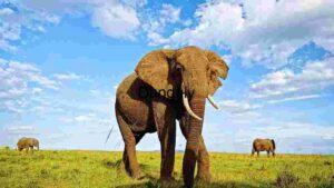 Majestic Elephants Roaming the African Savanna