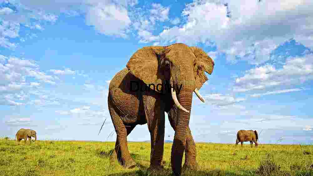 Majestic Elephants Roaming the African Savanna