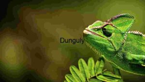 Vivid Close-up of a Green Chameleon in Natural Habitat