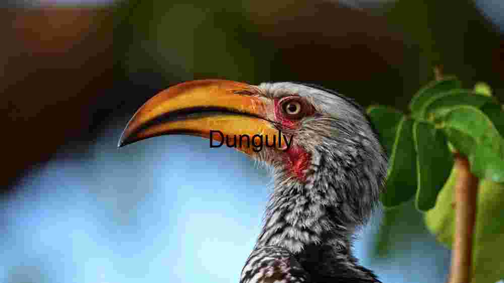 Majestic Yellow-Billed Hornbill