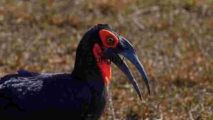 Majestic Ground Hornbill in Natural Habitat