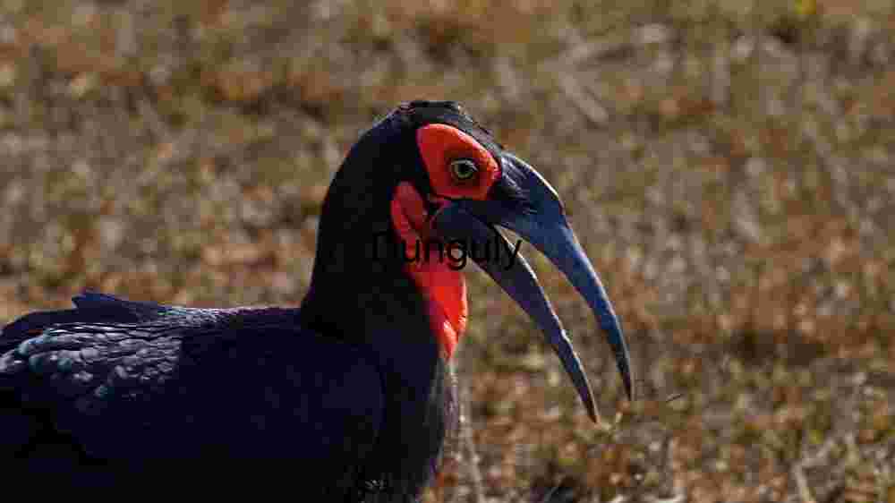 Majestic Ground Hornbill in Natural Habitat