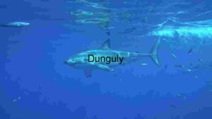 Great White Shark in the Deep Blue Sea