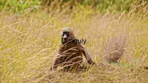 Serenity in the Savannah: A Baboon’s Quiet Moment