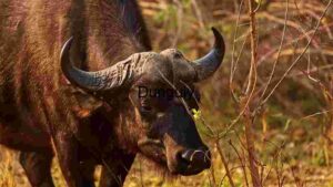 Majestic African Buffalo in Natural Habitat