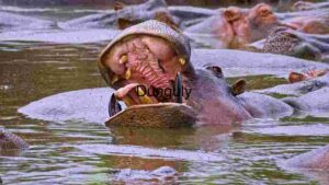 Majestic Hippopotamus Yawning in a Congested Waterhole