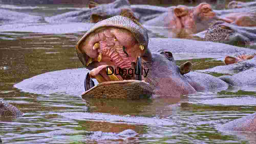 Majestic Hippopotamus Yawning in a Congested Waterhole