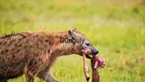 Hyena’s Mealtime in the Wild