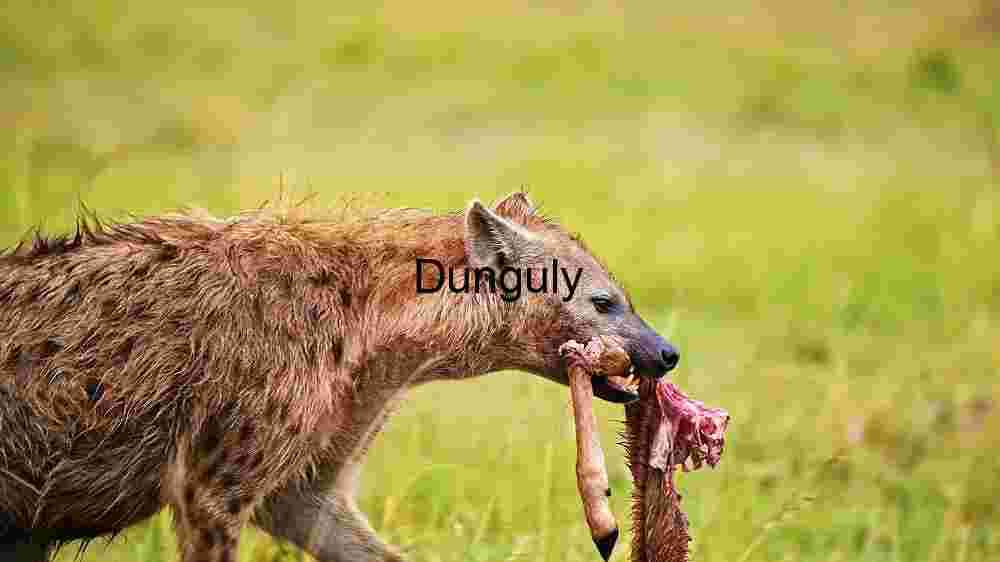 Hyena’s Mealtime in the Wild