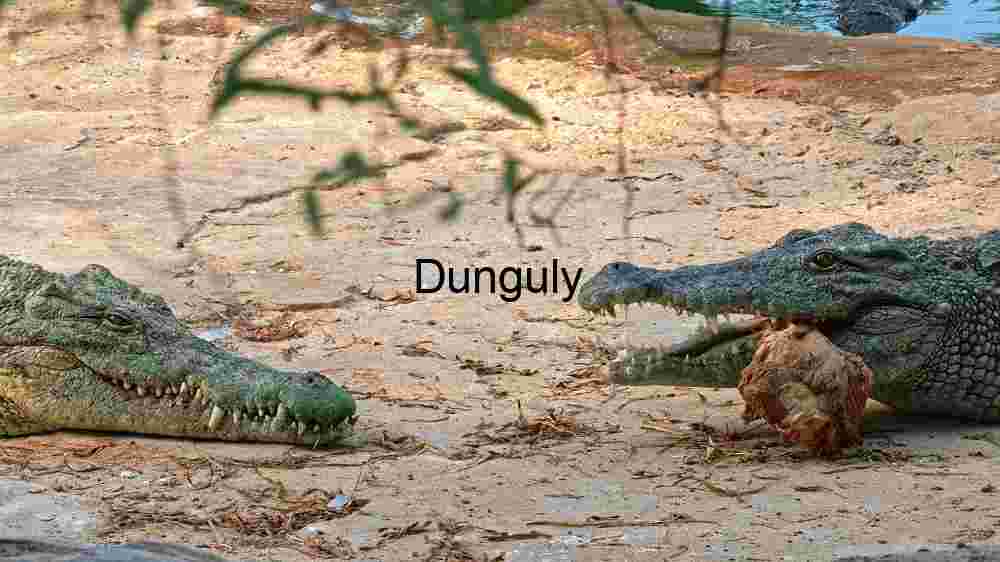 Territorial Standoff: Two Crocodiles on Land