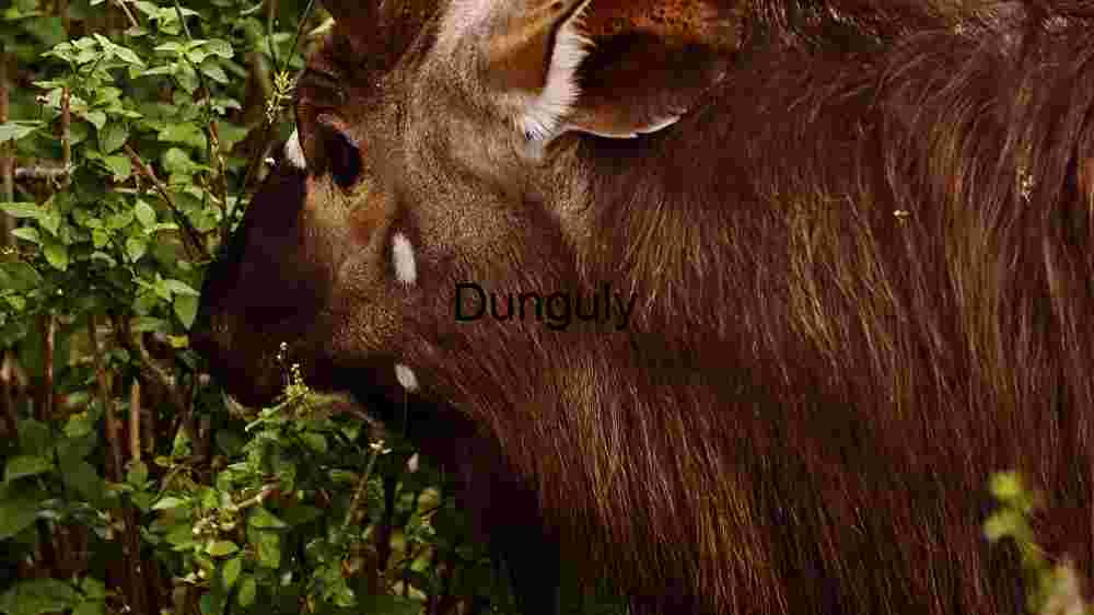 Gentle Giant in the Greenery: A Close Encounter with a Wild Deer