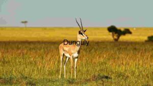 Graceful Gazelle on the Savanna