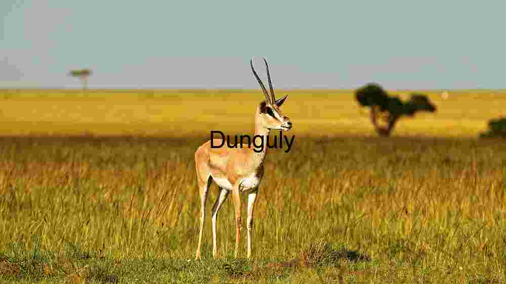 Graceful Gazelle on the Savanna