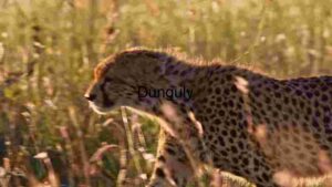 Sprint of the Savannah: A Cheetah in Motion