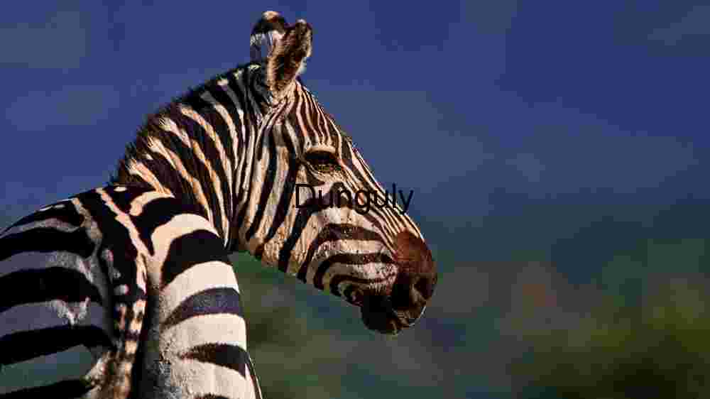 Majestic Zebra in Natural Habitat