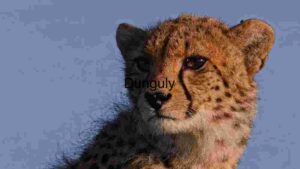 Majestic Cheetah in the Wild: A Close-up Portrait