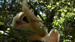 Arboreal Acrobatics: A Glimpse of a Gibbon in Its Natural Habitat