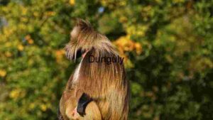 Majestic Baboon Profile: A Study in Wildlife Photography