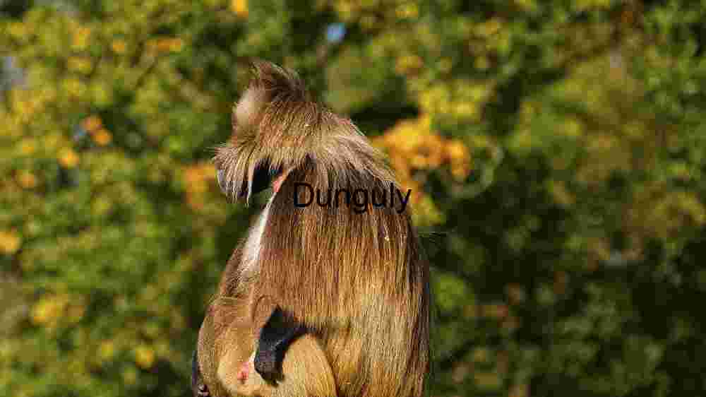 Majestic Baboon Profile: A Study in Wildlife Photography