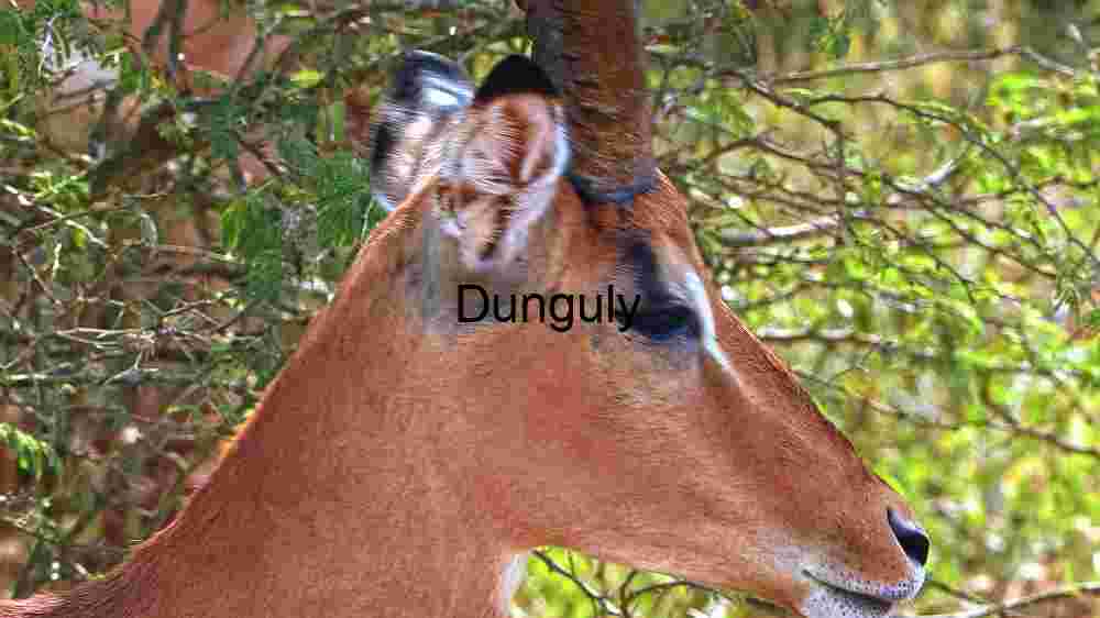 Graceful Impala in its Natural Habitat