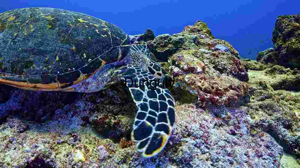 Serene Underwater Ecosystem: A Hawksbill Turtle’s Habitat