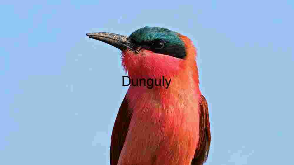 Vibrant Carmine Bee-Eater