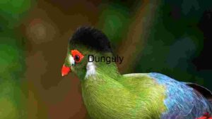 Vibrant Turaco - A Study in Avian Elegance