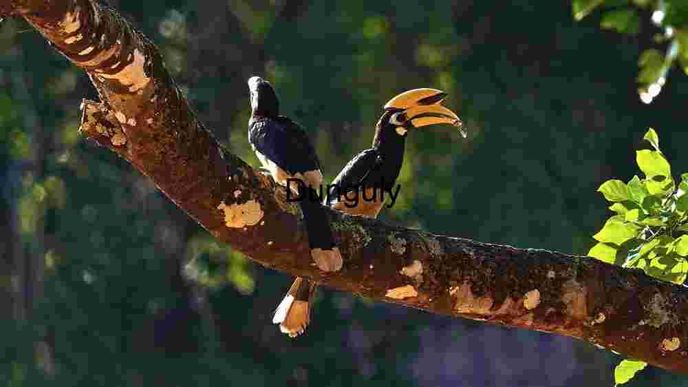 Majestic Hornbills Perched in Natural Habitat