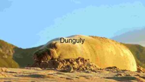 Serene Slumber on Sandy Shores