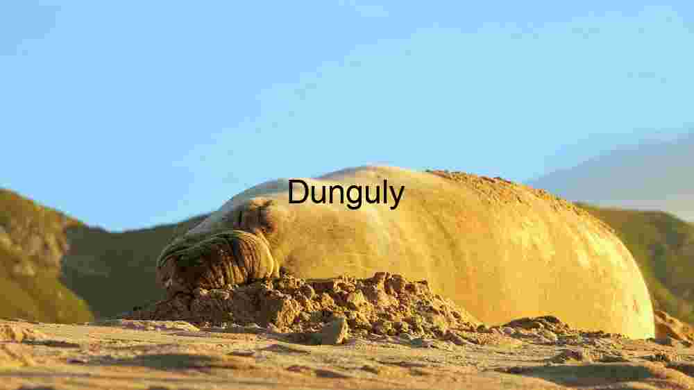 Serene Slumber on Sandy Shores