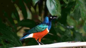 Vibrant Avian Splendor