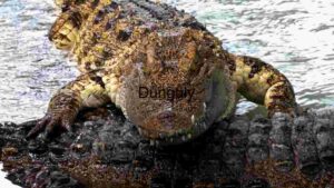 Vibrant Superb Starling Perched