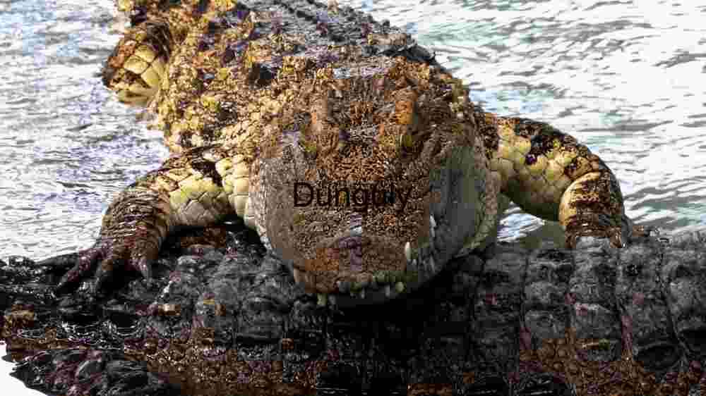 Vibrant Superb Starling Perched