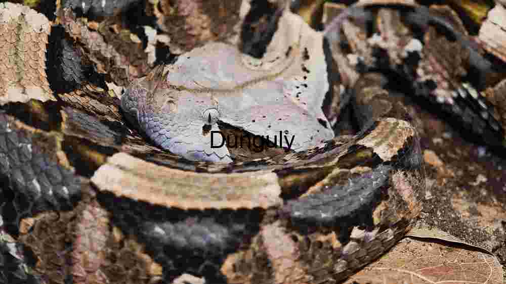 Camouflaged Serpent in Repose