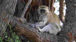 Serene Vervet Monkey in Natural Habitat