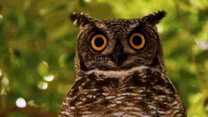 Majestic Nocturnal Observer -OWL