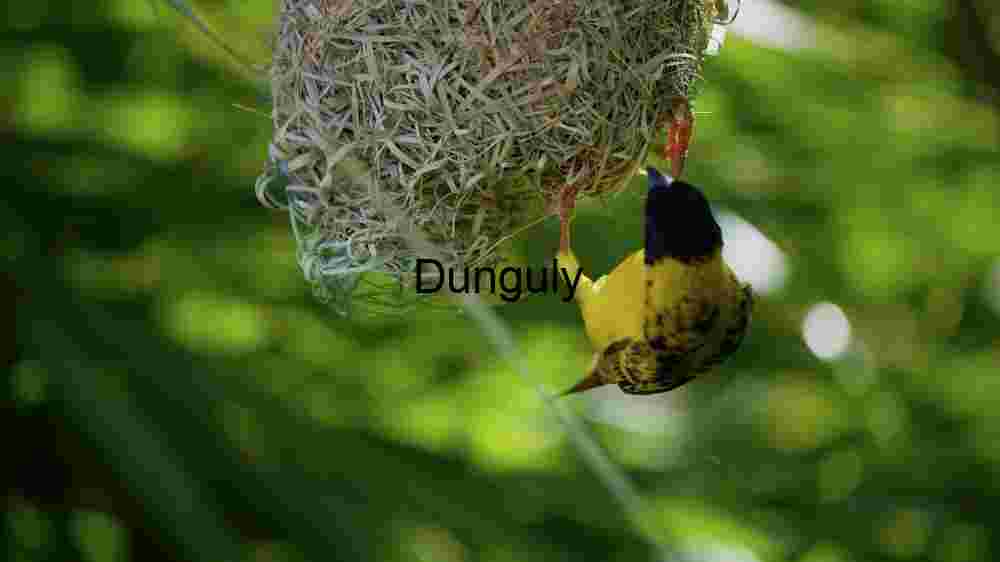Intricate Nesting: A Weaver Bird at Work