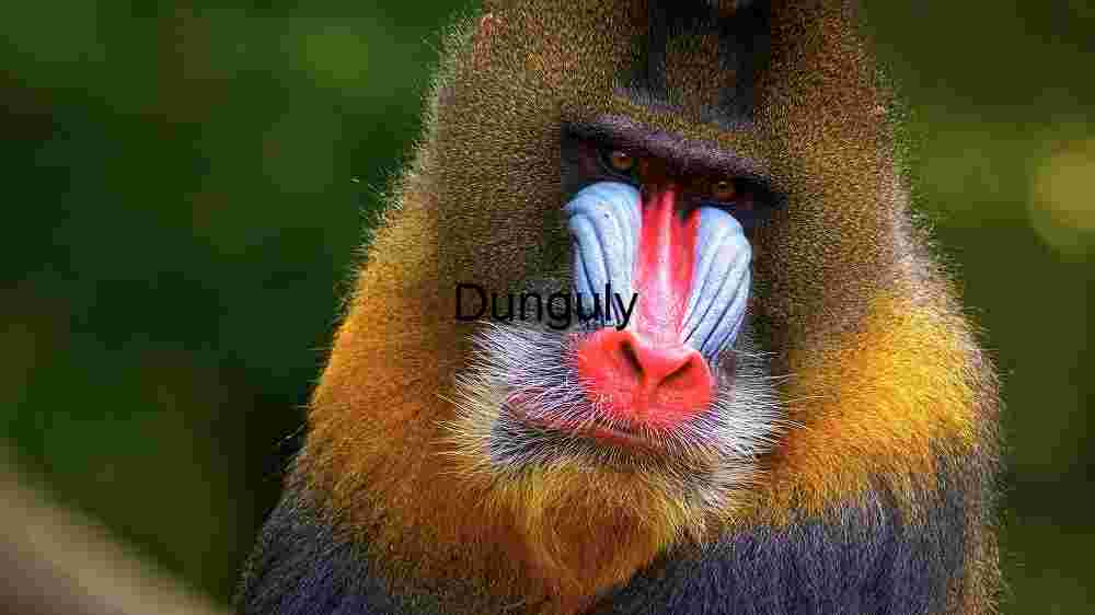 Vivid Portrait of a Mandrill in Natural Habitat