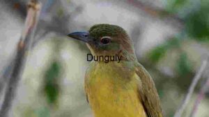 Vivid Portrait of a Yellow-Bellied Bird in Natural Habitat