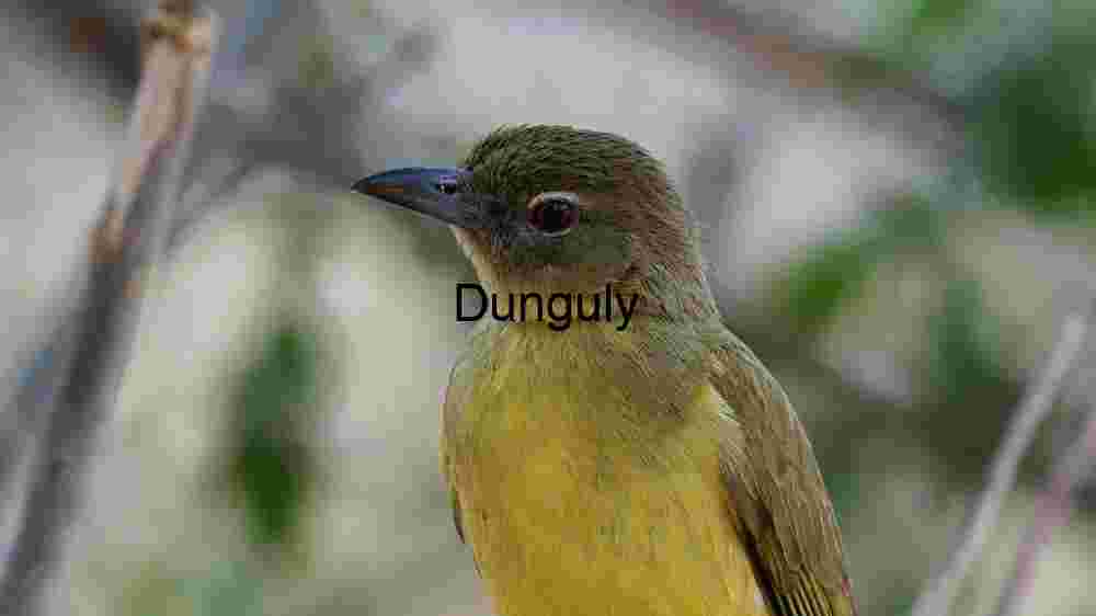 Vivid Portrait of a Yellow-Bellied Bird in Natural Habitat