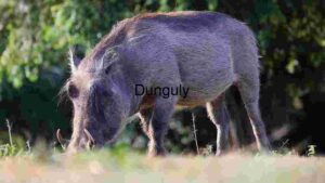 Wild Warthog in Natural Habitat