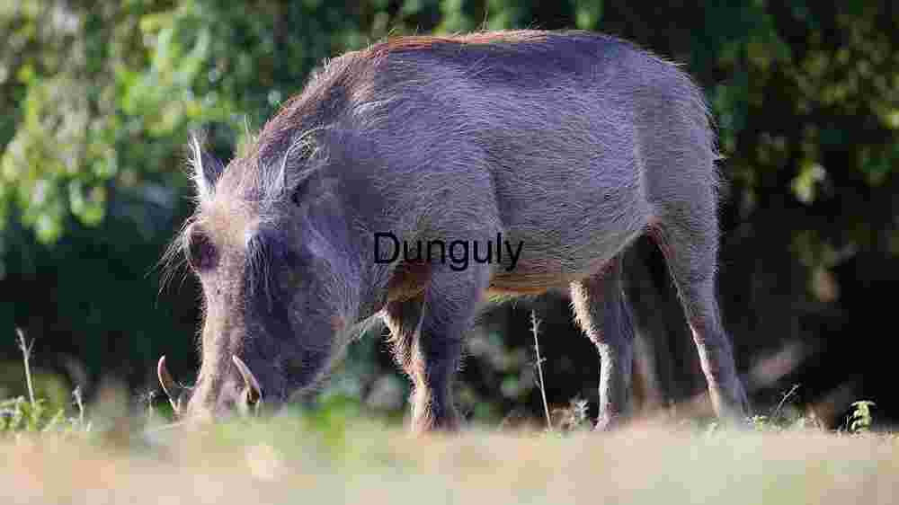 Wild Warthog in Natural Habitat