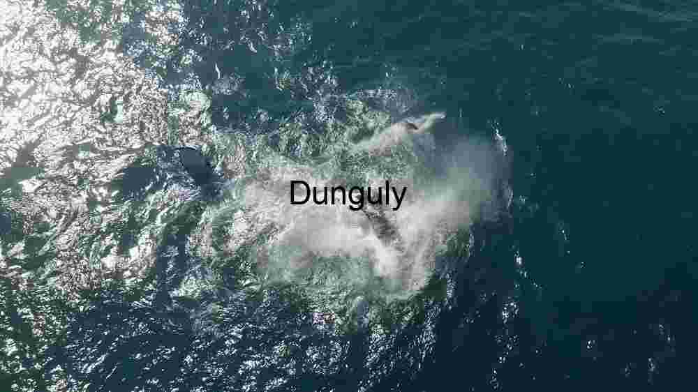 Majestic Marine Mammal in Ocean