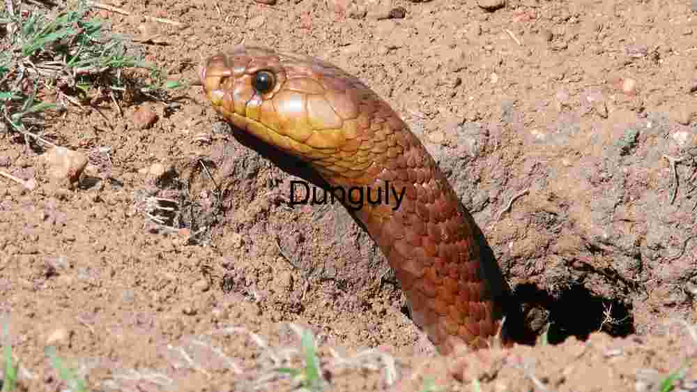 Cape Cobra Emerging from Burrow
