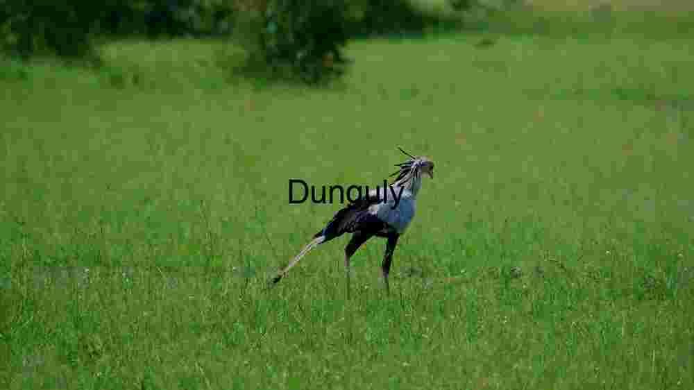 Majestic Secretary Bird in Natural Habitat