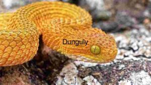 Golden Scales: A Close-up of an Orange Snake