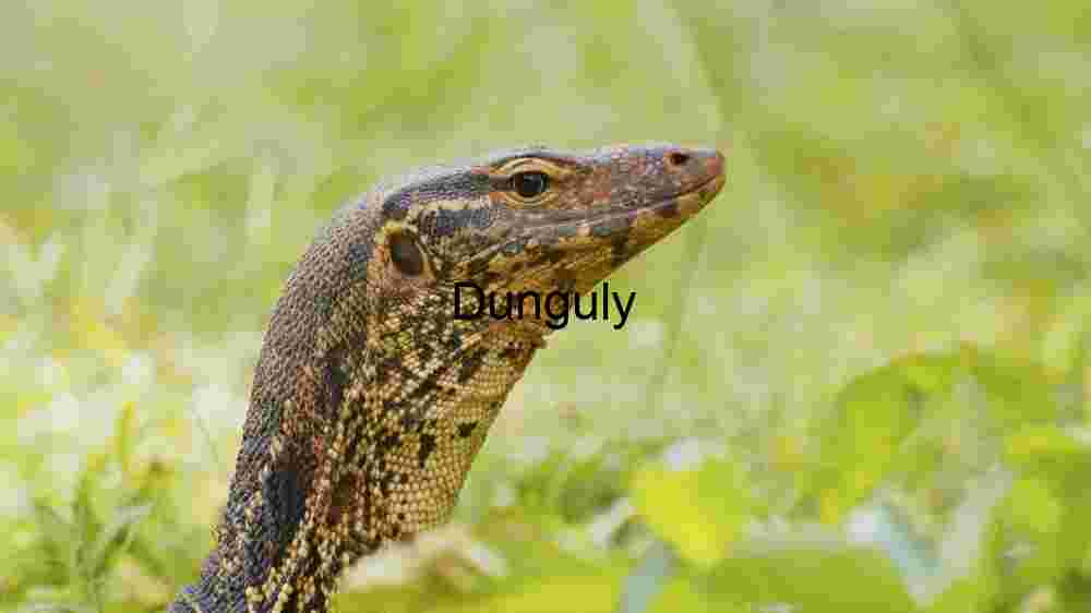Majestic Monitor Lizard in Natural Habitat